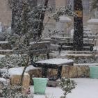 الزائر الأبيض في ضيافة الخليل