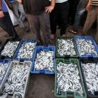 المنخفض يُنعش صيد الأسماك بغزة ويُخفض الأسعار