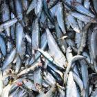 المنخفض يُنعش صيد الأسماك بغزة ويُخفض الأسعار