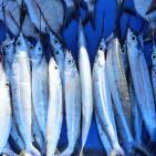 المنخفض يُنعش صيد الأسماك بغزة ويُخفض الأسعار