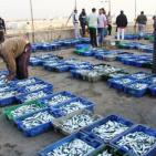 المنخفض يُنعش صيد الأسماك بغزة ويُخفض الأسعار