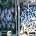 المنخفض يُنعش صيد الأسماك بغزة ويُخفض الأسعار