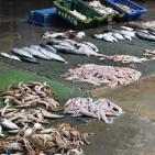 المنخفض يُنعش صيد الأسماك بغزة ويُخفض الأسعار