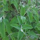 فصل الربيع في بيت ريما قضاء رام الله