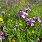 فصل الربيع في بيت ريما قضاء رام الله