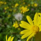 فصل الربيع في بيت ريما قضاء رام الله