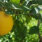 فصل الربيع في بيت ريما قضاء رام الله