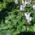 فصل الربيع في بيت ريما قضاء رام الله