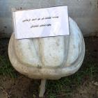 افتتاح معرض 