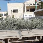 الاغاثة الزراعية توزع اشتالا على المزارعين في عرابة