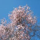 لوحه من الطبيعة مع ورد اللوز