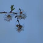 لوحه من الطبيعة مع ورد اللوز