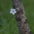 لوحه من الطبيعة مع ورد اللوز