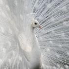 100 صورة لطيور مختلفة من جميع انحاء العالم