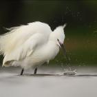 100 صورة لطيور مختلفة من جميع انحاء العالم