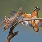 100 صورة لطيور مختلفة من جميع انحاء العالم