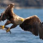 100 صورة لطيور مختلفة من جميع انحاء العالم