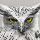 100 صورة لطيور مختلفة من جميع انحاء العالم