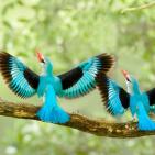 100 صورة لطيور مختلفة من جميع انحاء العالم