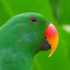 100 صورة لطيور مختلفة من جميع انحاء العالم