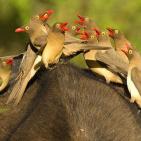 100 صورة لطيور مختلفة من جميع انحاء العالم