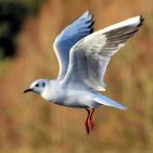 100 صورة لطيور مختلفة من جميع انحاء العالم