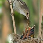 100 صورة لطيور مختلفة من جميع انحاء العالم