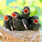 100 صورة لطيور مختلفة من جميع انحاء العالم