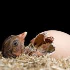 100 صورة لطيور مختلفة من جميع انحاء العالم