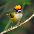 100 صورة لطيور مختلفة من جميع انحاء العالم