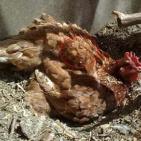 شاهد اغرب الصور