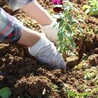 النجاح التطوعية تُنظم نشاط لزراعة الأشجار بالتعاون مع بلدية نابلس