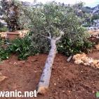 صور:قوات الاحتلال تعتدي على شابين وتهدم ملعبا وغرفة في سلوان