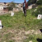 صور: 47 شتلة زيتون بأسماء شهداء القدس