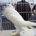 أسعاره لا تُصدق.. الحمام النادر والثمين بغزة