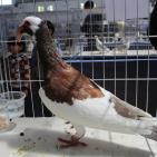 المعرض الثاني لهواة ومربي الحمام في غزة