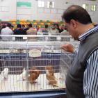 المعرض الثاني لهواة ومربي الحمام في غزة