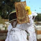 صور: رايــة تشارك المزارعين في جني العسل بقطاع غزة