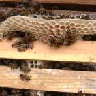 صور: رايــة تشارك المزارعين في جني العسل بقطاع غزة