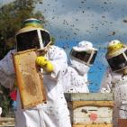 صور: رايــة تشارك المزارعين في جني العسل بقطاع غزة