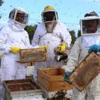 صور: رايــة تشارك المزارعين في جني العسل بقطاع غزة