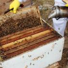 صور: رايــة تشارك المزارعين في جني العسل بقطاع غزة