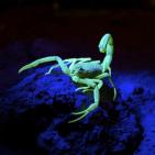 أشرس الكائنات في العالم