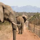 أشرس الكائنات في العالم