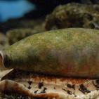 أشرس الكائنات في العالم