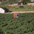 افتتاح مهرجان الفقوس في بلدة دير بلوط