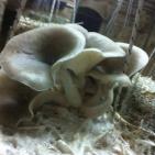 اول تعاونية زراعية لانتاج الفطر في الضفة