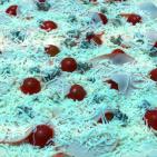 فريق ايطالي يصنع البيتزا الايطالية للمارة بغزة مجاناً