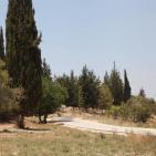 عــمـــواس