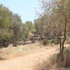 عــمـــواس